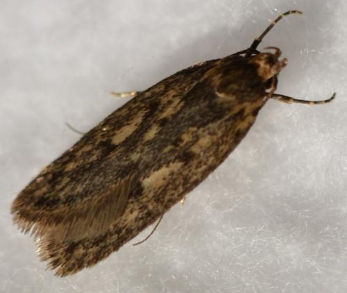 Réf. 261 208 : Hofmannophila pseudospretella